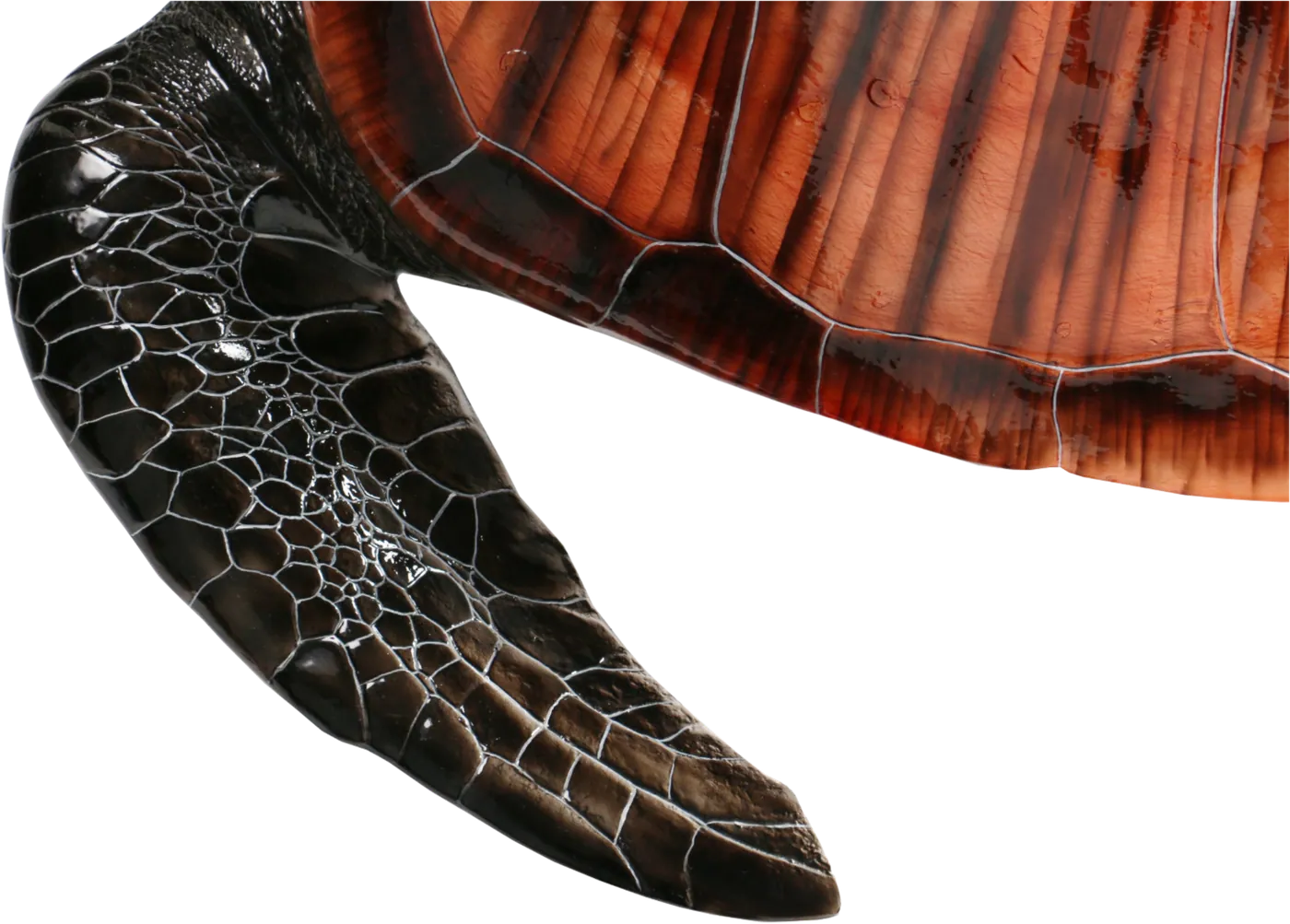 Macro of sculpted scale and shell texture on a fibreglass mount