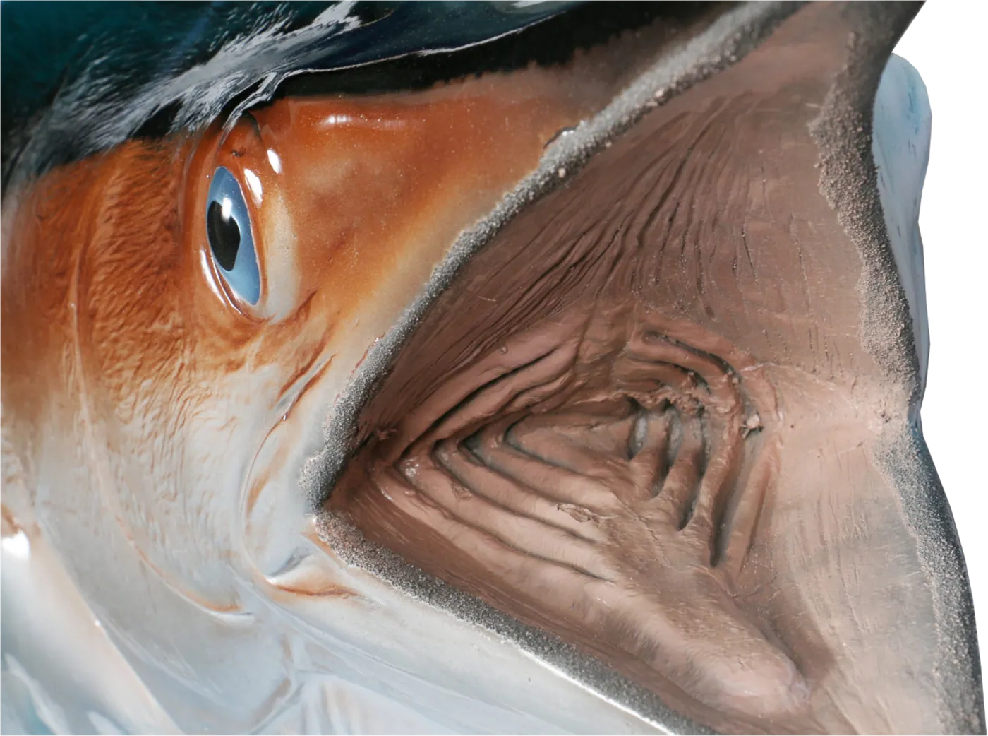 Blue marlin mount head detail