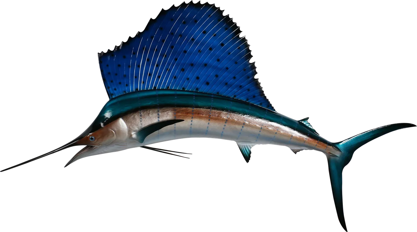 Atlantic sailfish mount with raised sail