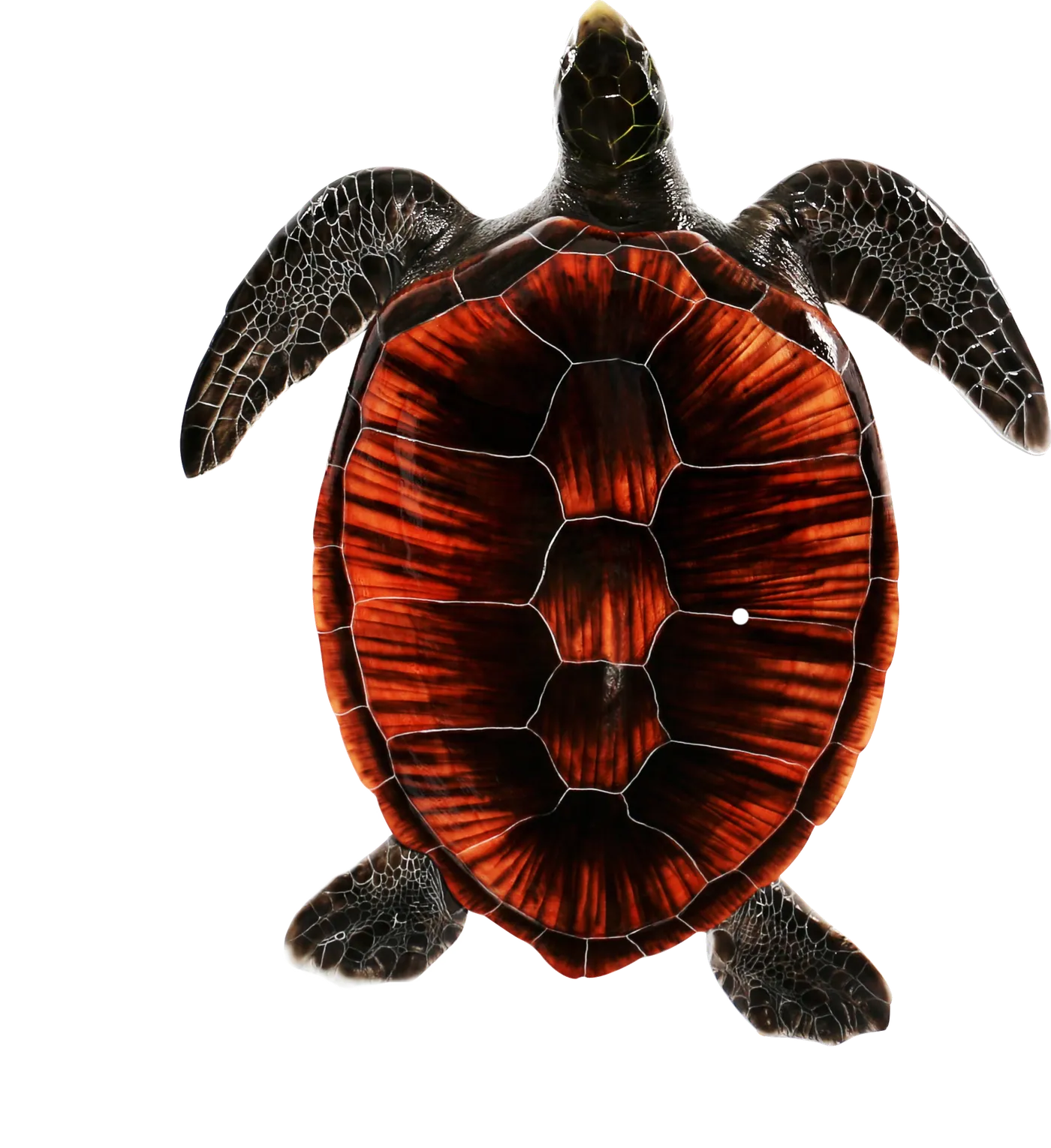 Loggerhead turtle replica